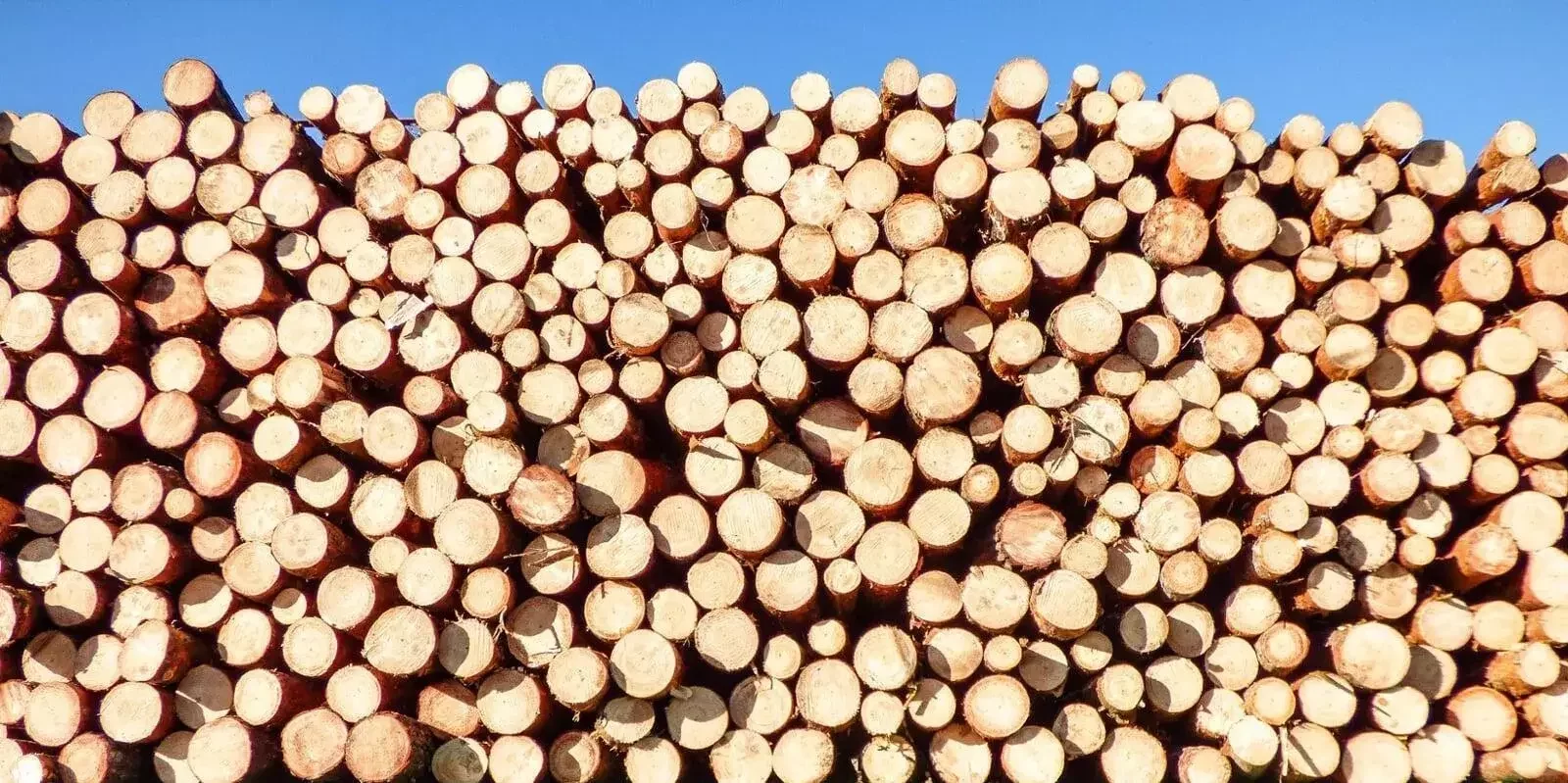 dry timber processes
